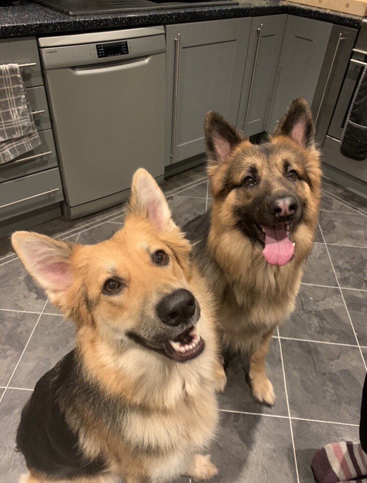 german shepherds for sale gumtree